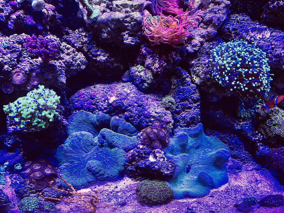 Choosing an LFS or "Local Fish Store" REEF2REEF Saltwater and Reef