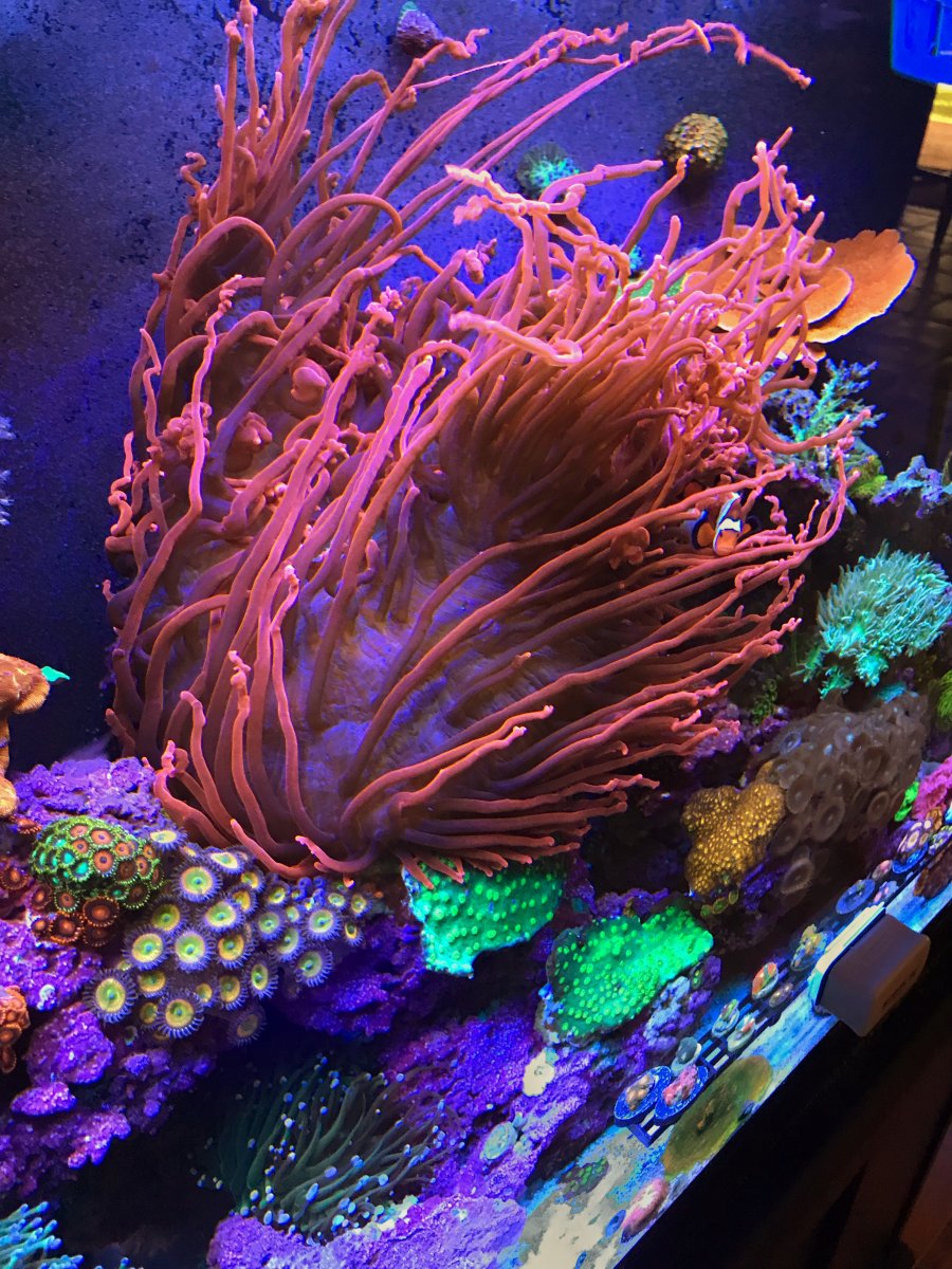 Choosing an LFS or "Local Fish Store" REEF2REEF Saltwater and Reef