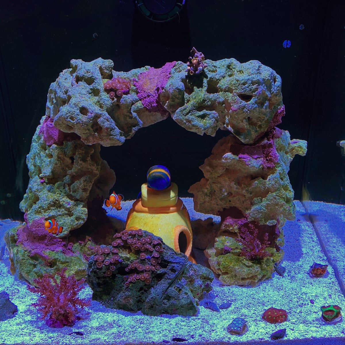 Official Sand Rinse and Tank Transfer thread REEF2REEF Saltwater and