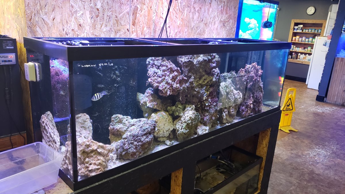 if I use live rock will I still have to cycle my tank Page 5