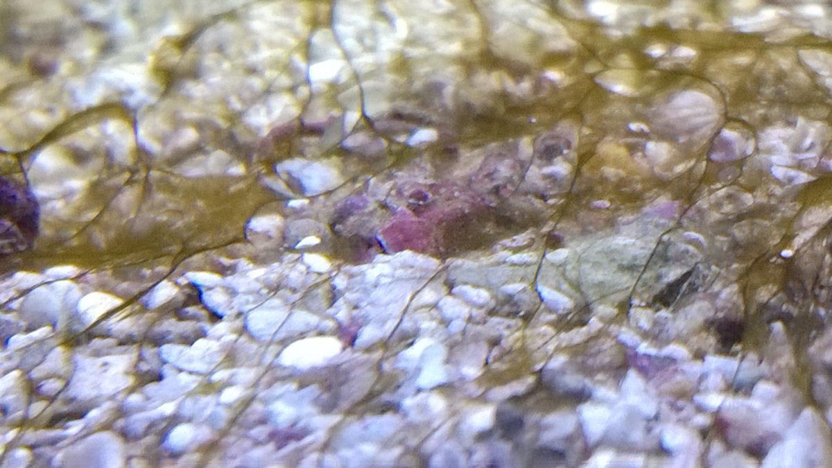 Diatoms in aquarium saltwater