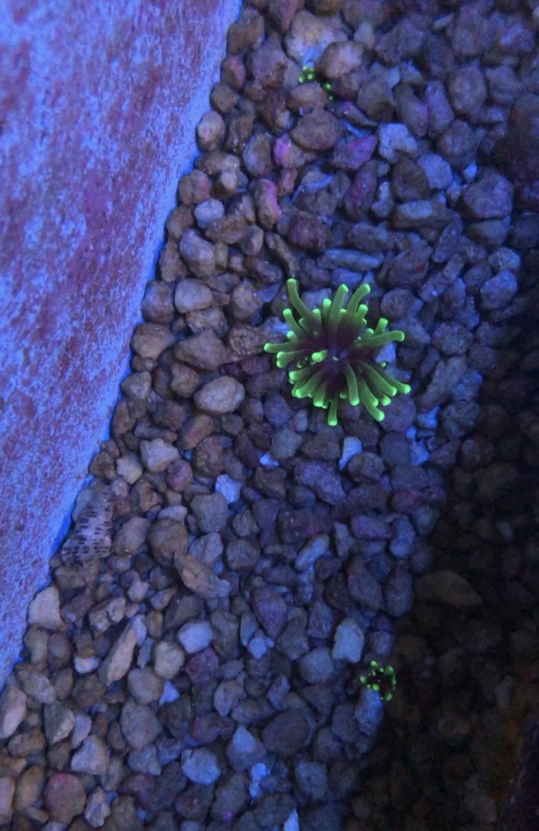 **BABY Torch Corals!** Spawning Event at Check out these