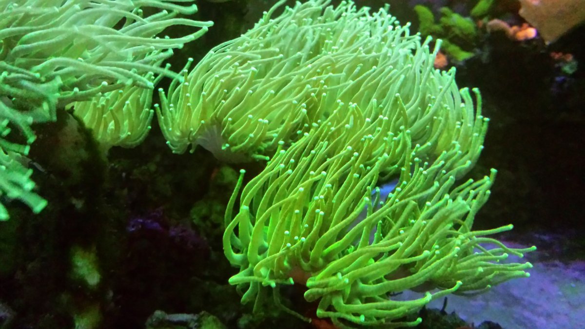 Green Torch Coral? REEF2REEF Saltwater and Reef Aquarium Forum
