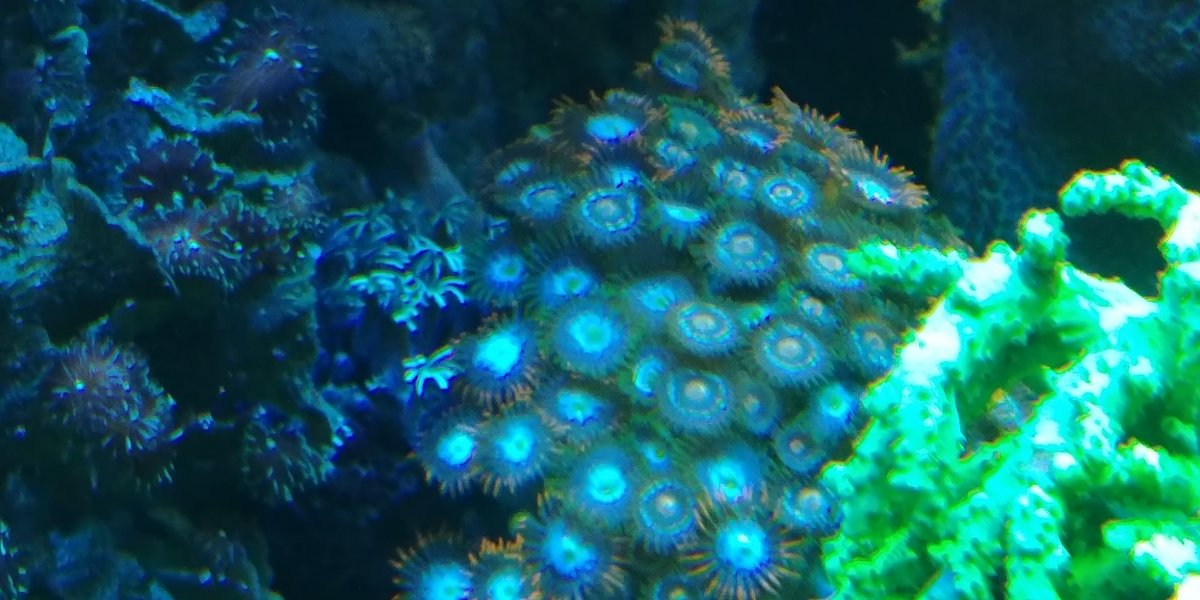 How to get Zoas growing fast? Page 2 REEF2REEF Saltwater and Reef