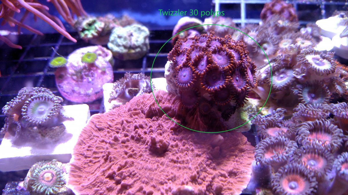 California Hyper Jubilees, Blue Sunny D, Twizzlers, Alpha and