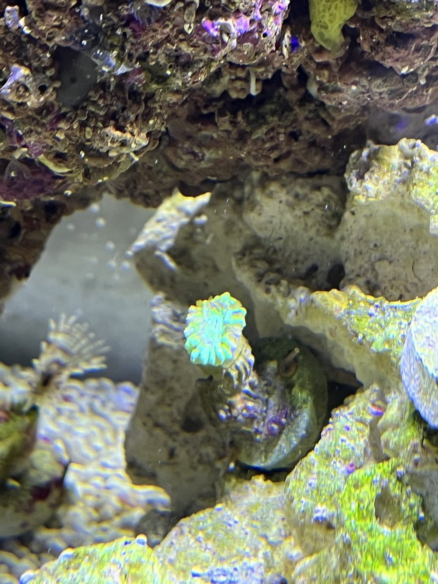 Coral Shrinking and Splitting Brain / Candy cane / Torch REEF2REEF