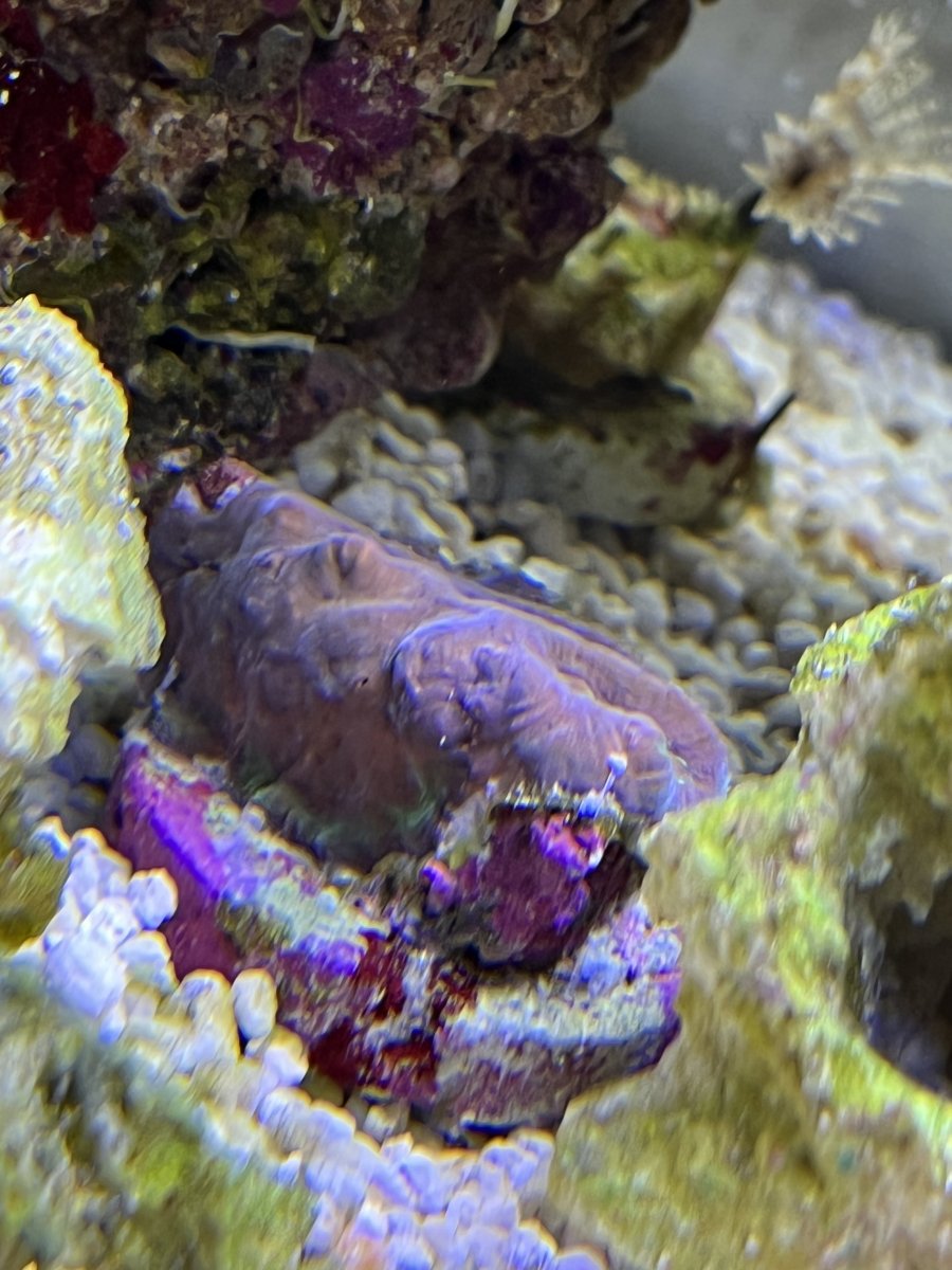 Coral Shrinking and Splitting Brain / Candy cane / Torch REEF2REEF