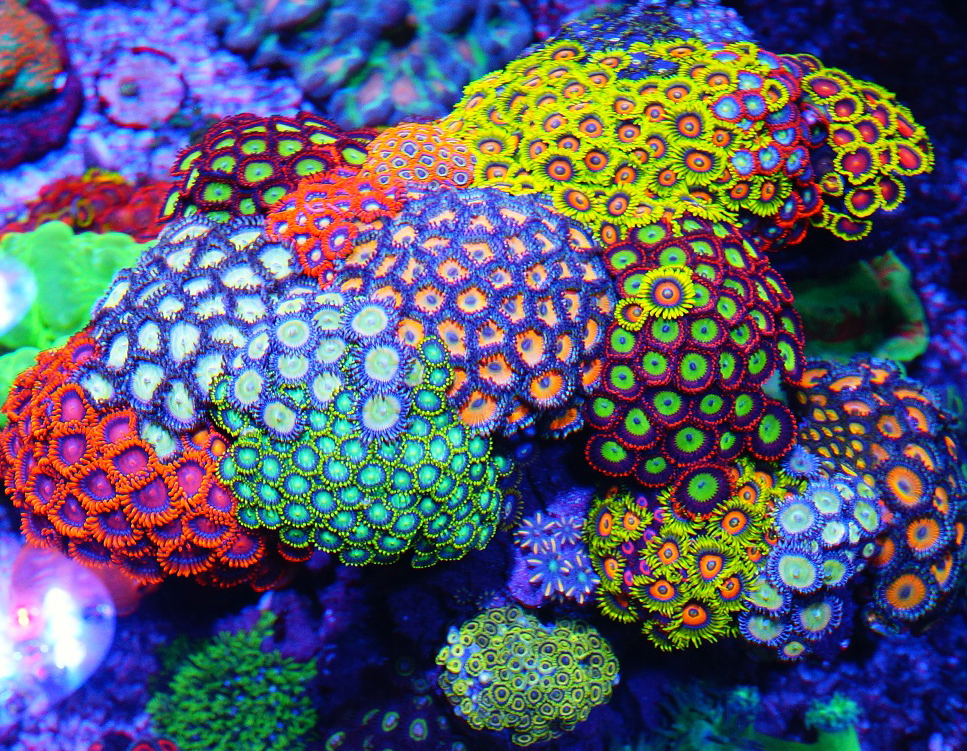 Zoa id REEF2REEF Saltwater and Reef Aquarium Forum