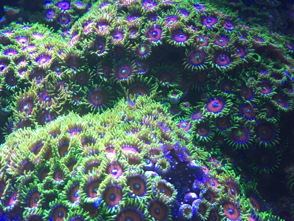 LEDs, T5s and MHs for zoas discussion. What are your thoughts? Page 4