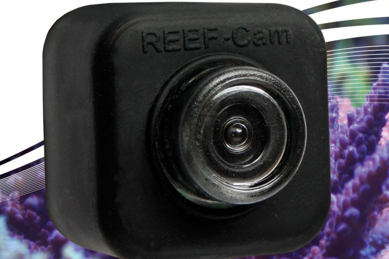 Stream Live Video Underwater New IceCap REEFCam! ReefBum