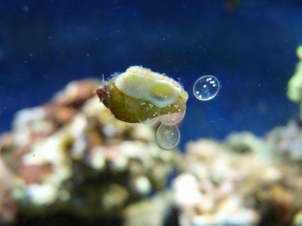 26+ Pictures Of Snail Eggs In Aquarium Background Aqua Scape Design