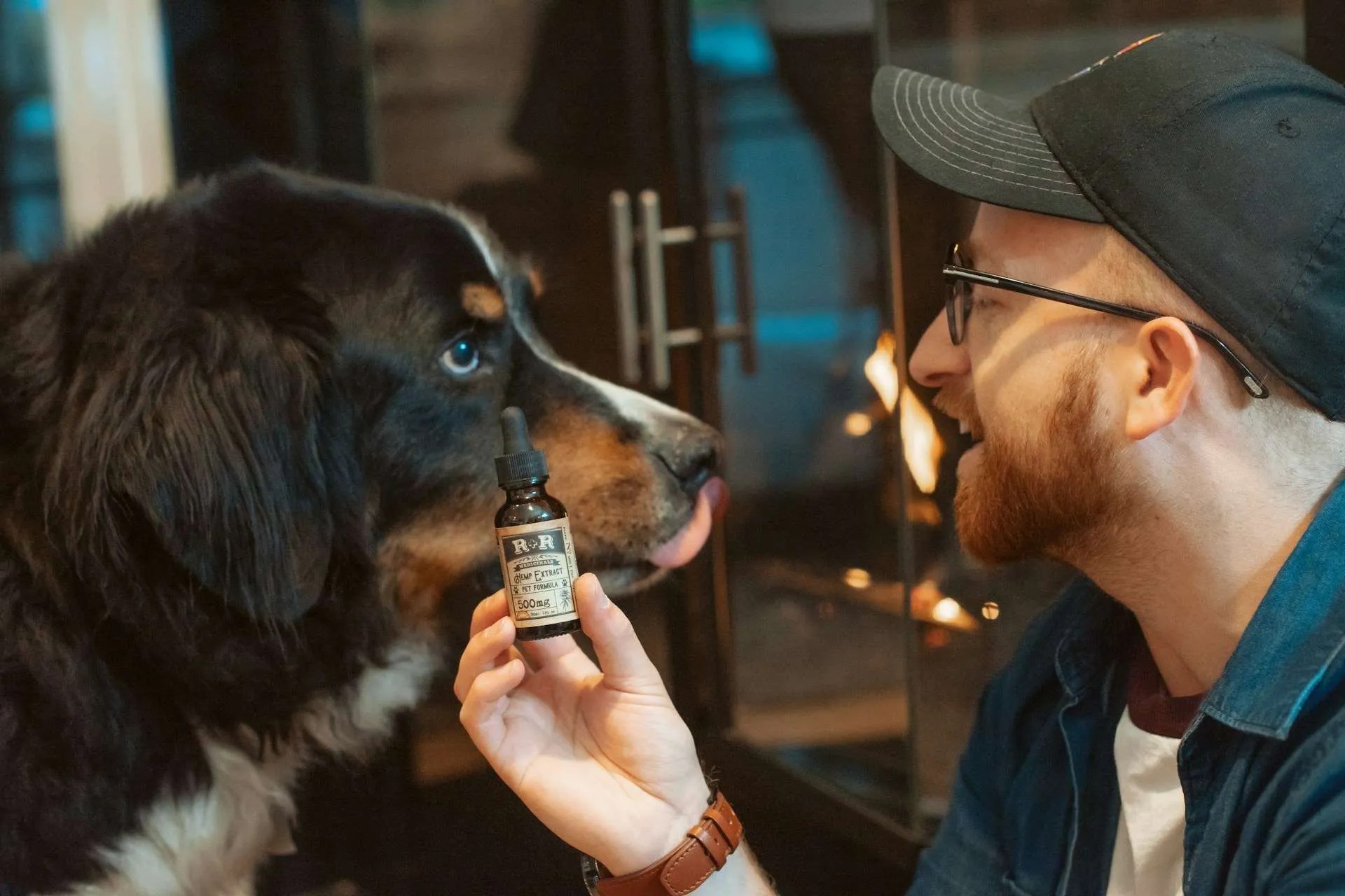 Guide on How to Properly Administer CBD Oil to Dogs