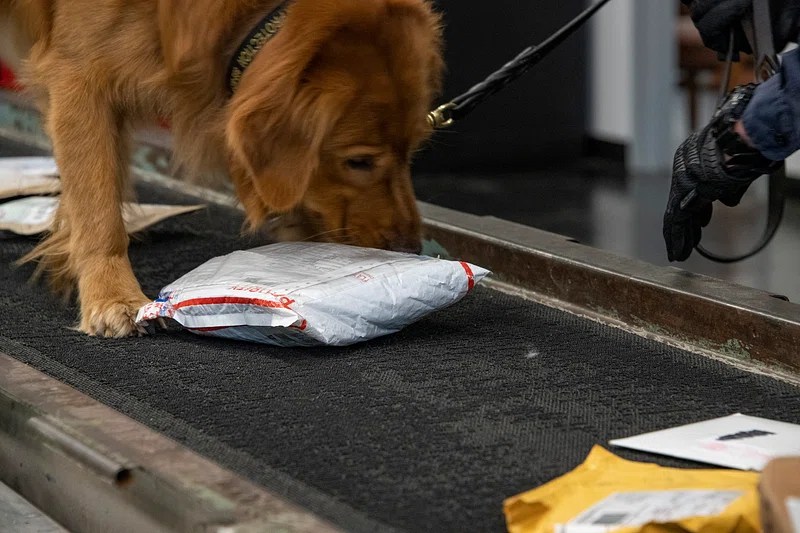 Can Drug Sniffing Dogs Detect CBD