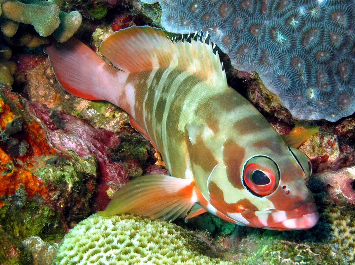 Blacktip Grouper Epinephelus fasciatus Dumaguete, Philippines