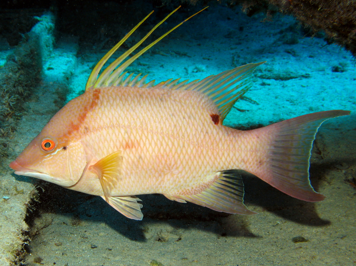 Hogfish Lachnolaimus maximus Nassau, Bahamas Photo 3 Tropical Reefs