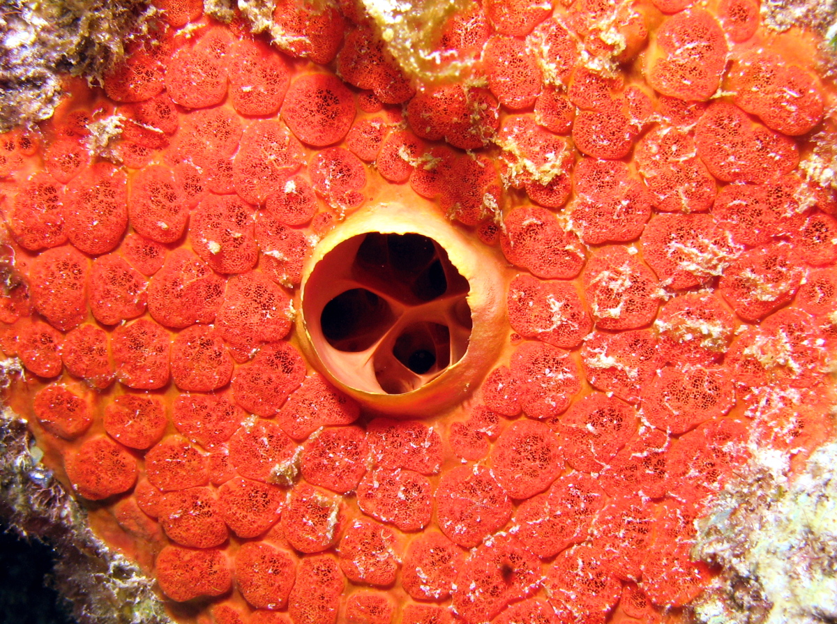 Red Boring Sponge Cliona delitrix Grand Cayman Photo 4 Tropical