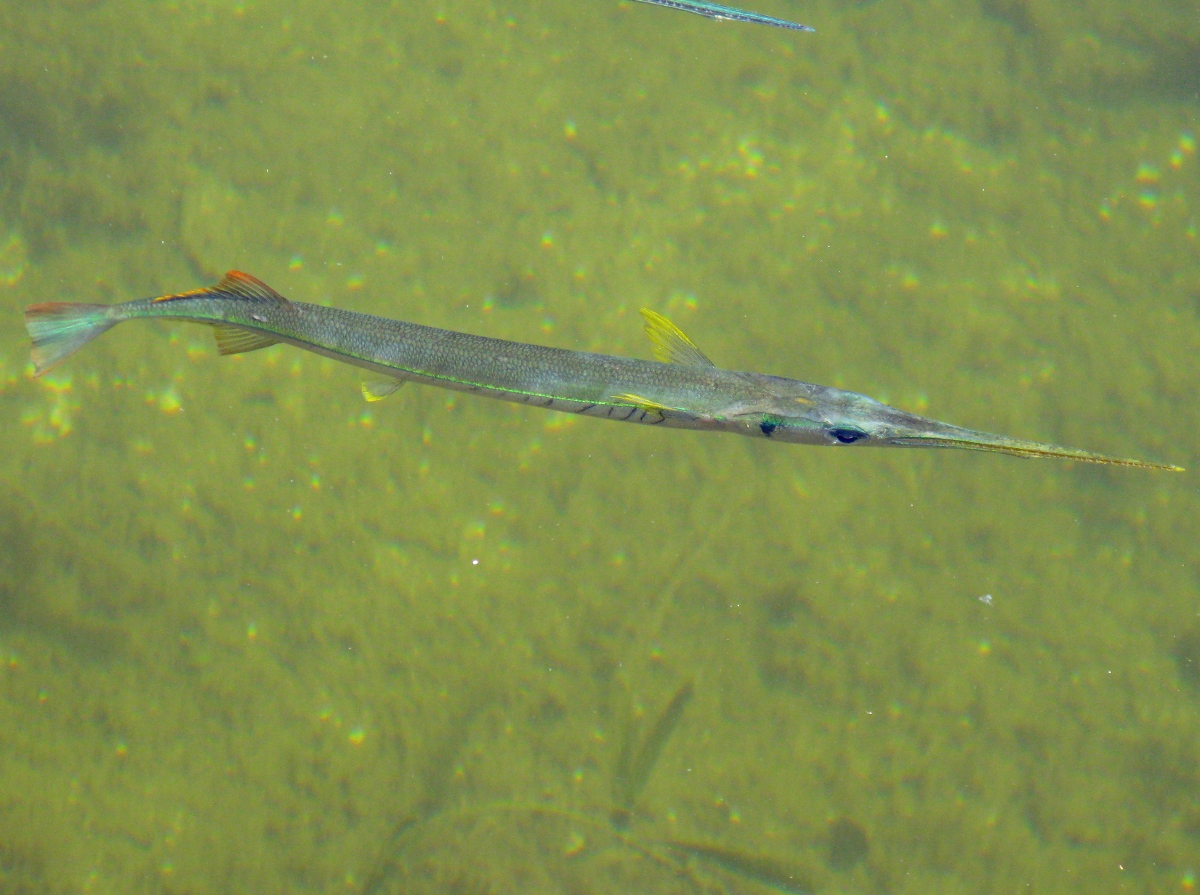 Redfin Needlefish Strongylura notata Key Largo, Florida Photo 2