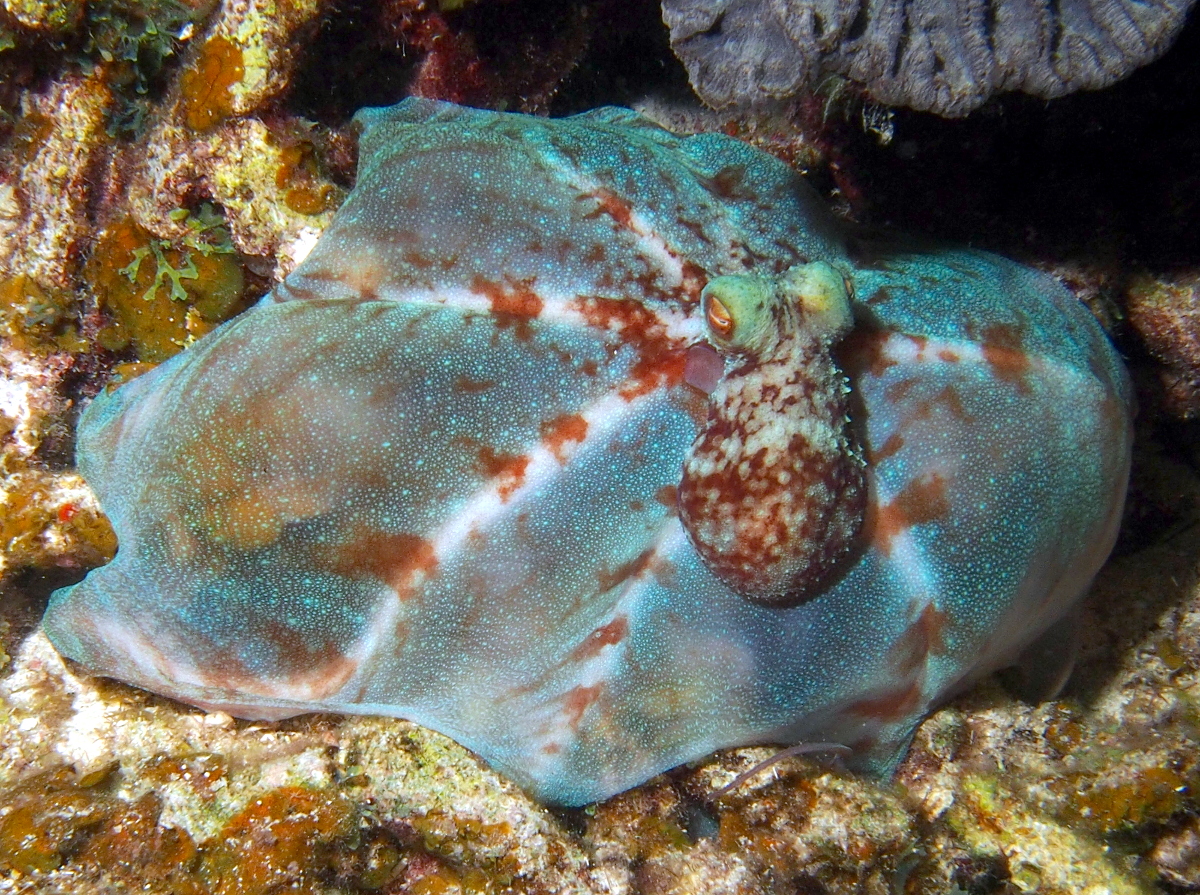 Caribbean Reef Octopus Octopus briareus Eleuthera, Bahamas Photo 9 South Florida Reefs