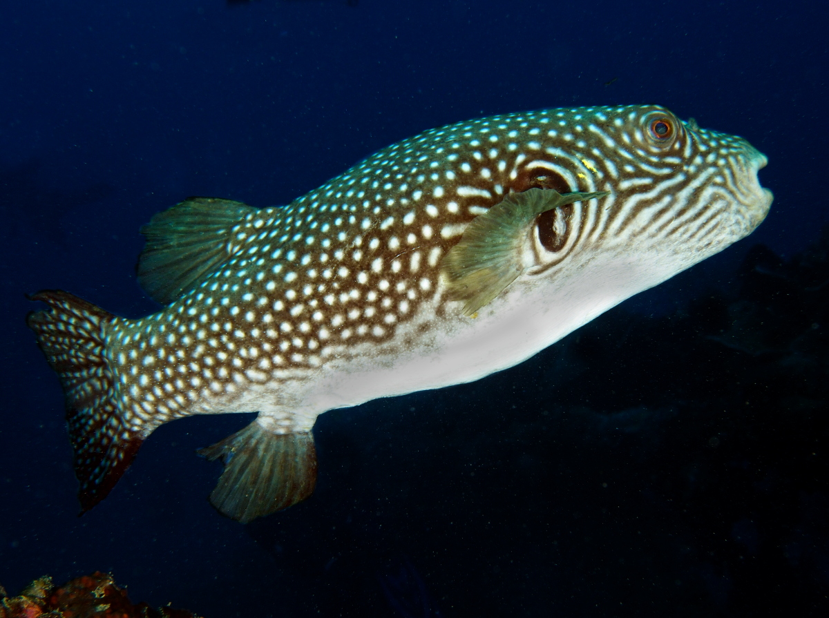 Reticulated pufferfish Arothron reticularis Pufferfishes