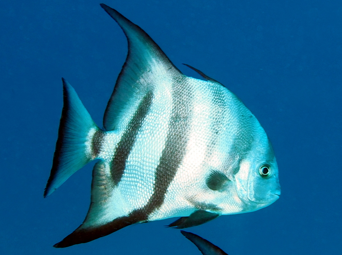 Atlantic Spadefish Chaetodipterus faber Turks and Caicos Photo 5
