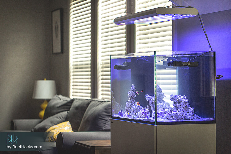 10 Tips How To Select the Right Reef Tank for You (With Photos)