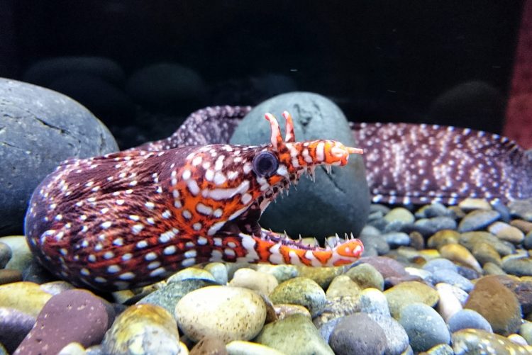 Dragon Eel For Sale (Enchelycore pardalis). TOP Care facts.
