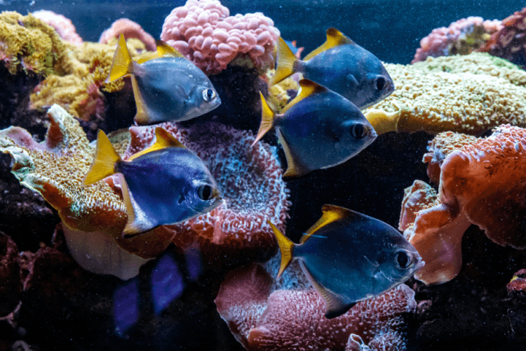 Mono Fish For Sale (Monodactylus argenteus). TOP Care facts.