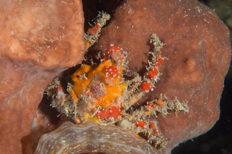 Sponge Crab For Sale (Domecia acanthophora). TOP Care facts.