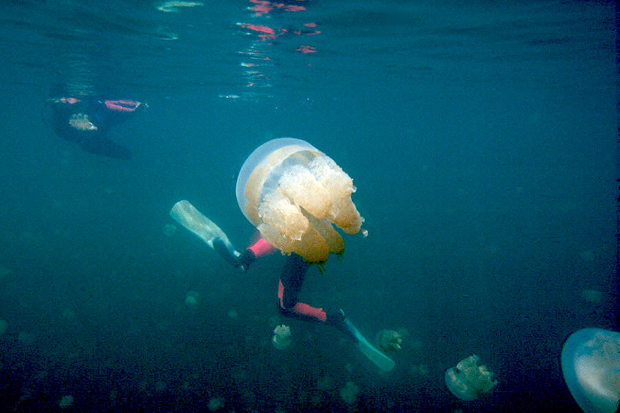 Fatality at Jellyfish Lake