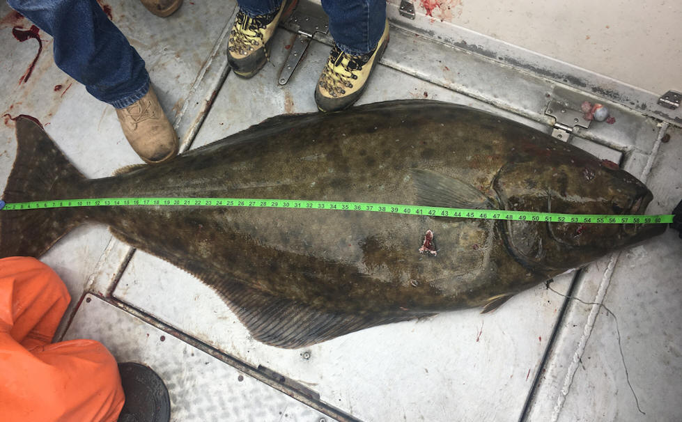 Reel Salty Fishing Charters Ninilchik Alaska Halibut & Salmon Fishing