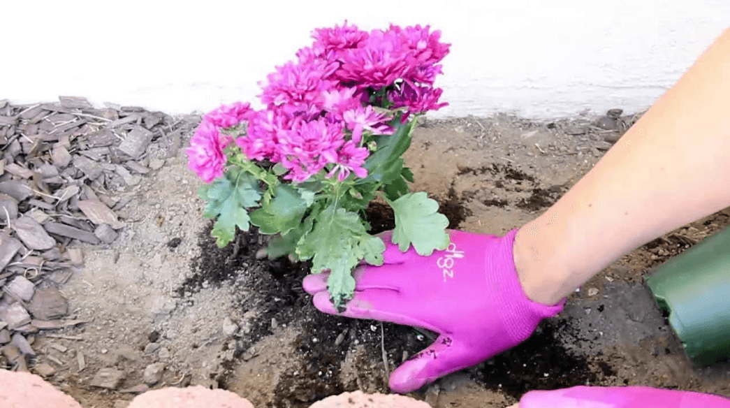 How To Plant Flowers In Your Backyard In Less Than 5 Minutes