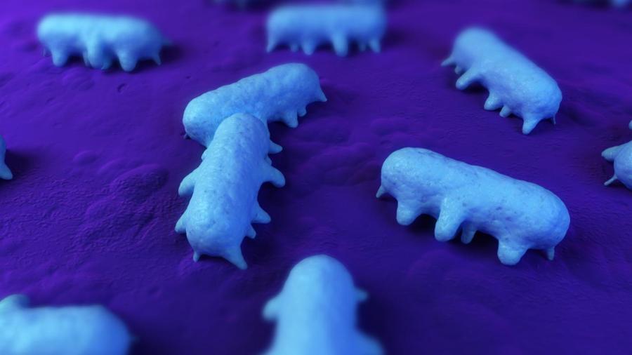 How Long Can Salmonella Live on Surfaces?