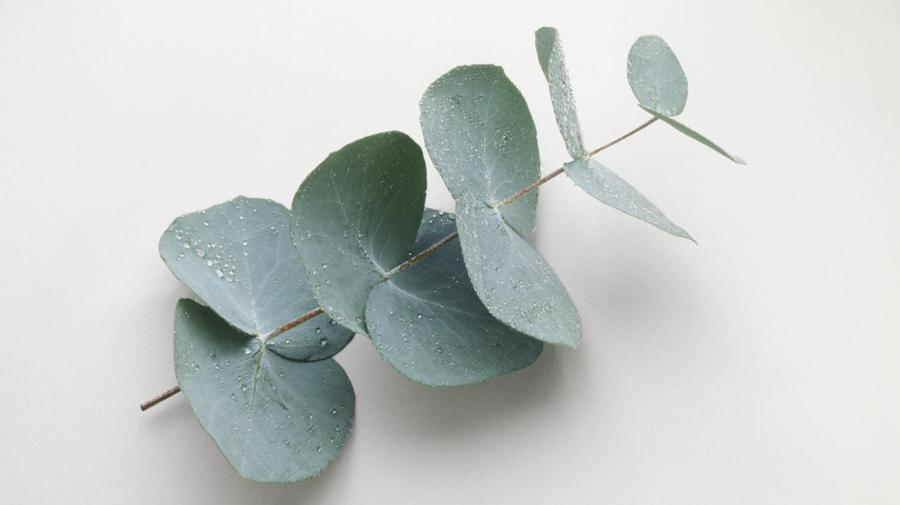Is Eucalyptus Poisonous to Dogs?