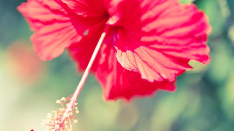 Is Hibiscus Poisonous?