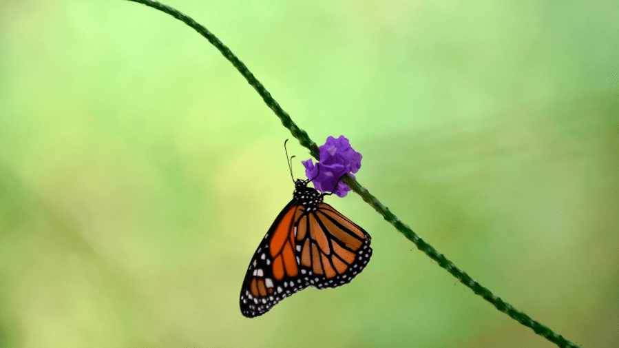 Monarch Butterflies Are Showing Signs of Recovery