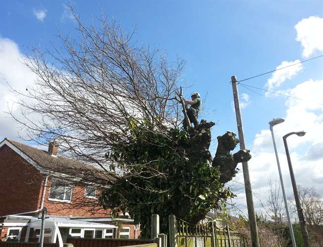 Eastern Tree Care is a member of Trading Standards Norfolk Trusted