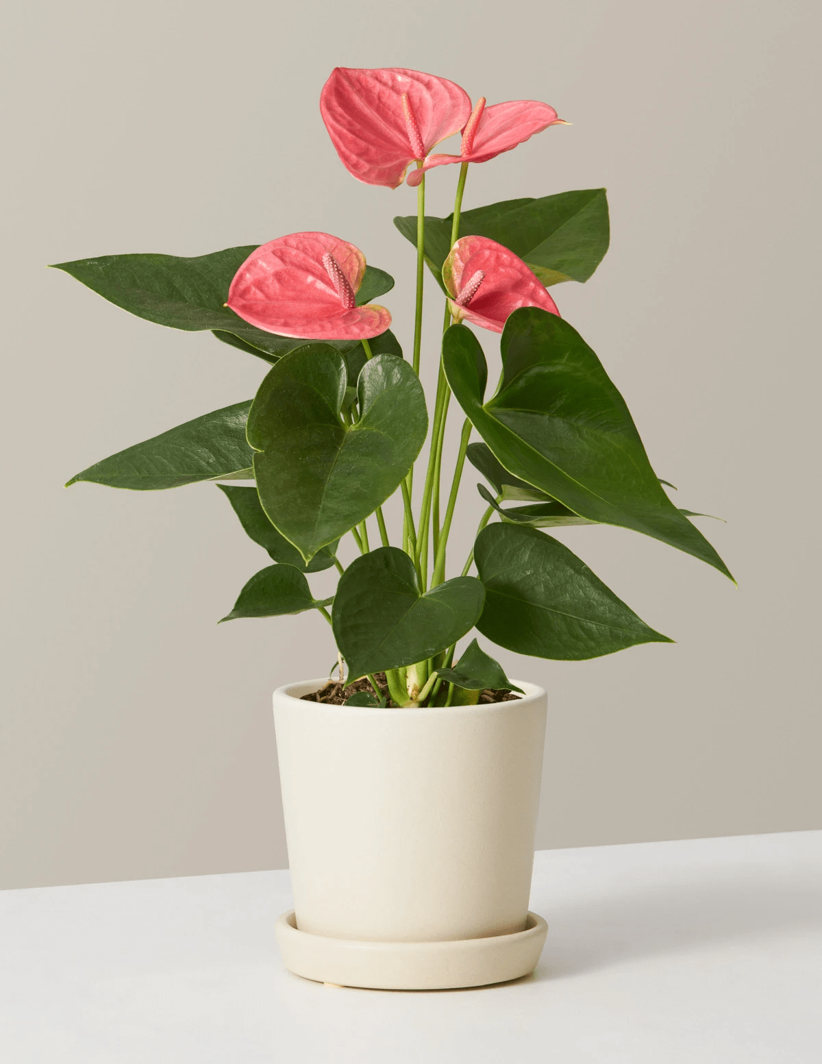 Easy Return Online Shopping from Anywhere shipping them globally Superb