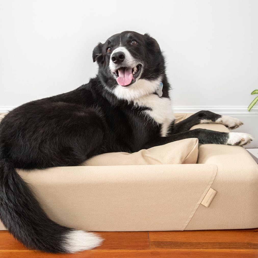 Tuft & Needle + Dog Bed