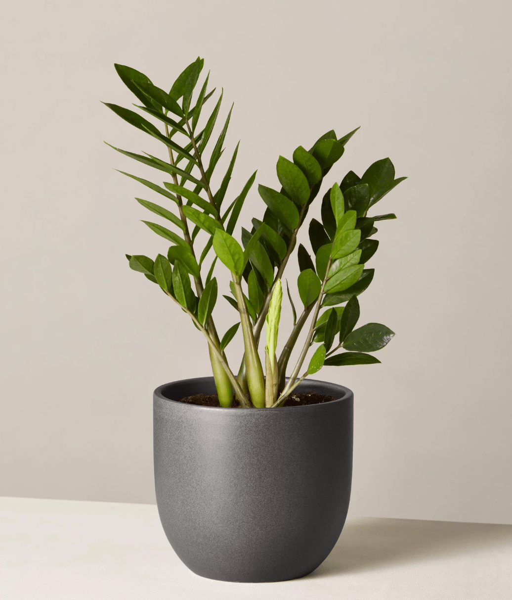 The Sill + The Sill ZZ Plant