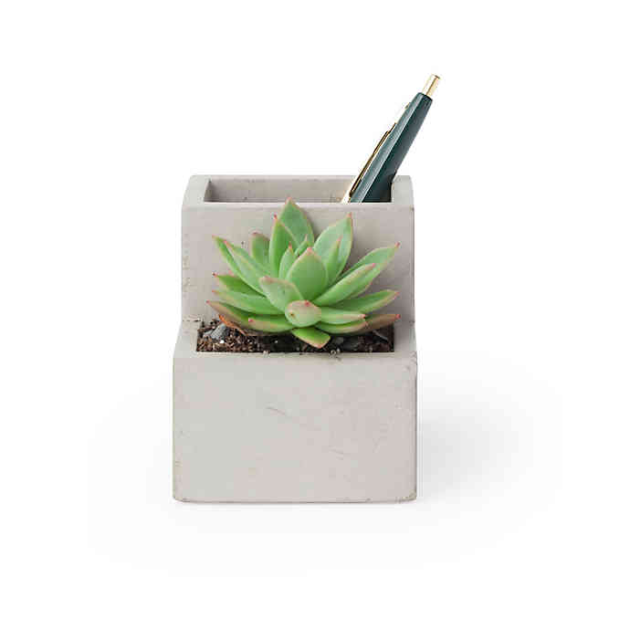 Kikkerland + Concrete Desktop Planter, Small