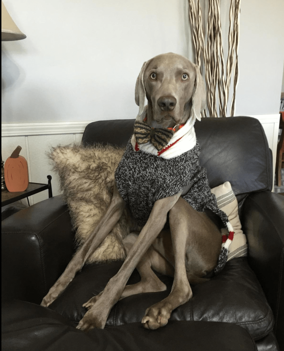 Chilly Dog + Boyfriend Dog Sweater