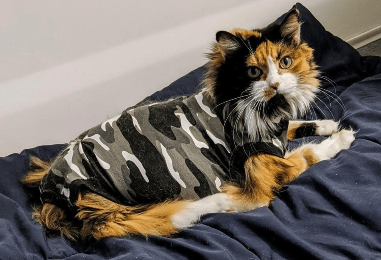 Suitical + Recovery Suit for Cats