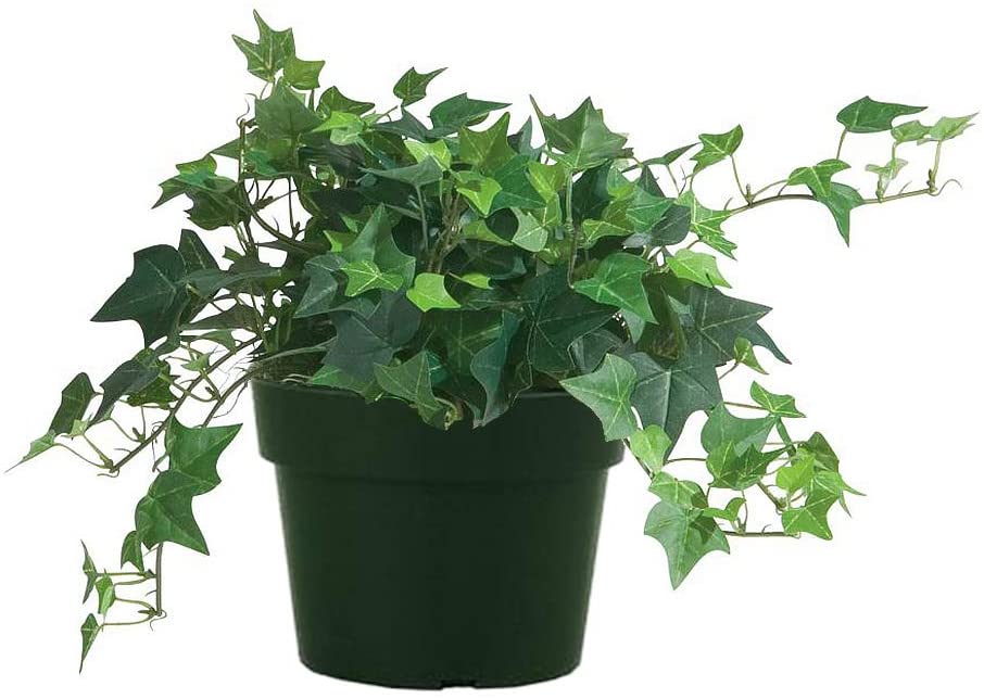 AMERICAN PLANT EXCHANGE + EasyCare English Ivy Live Plant, 6″ Pot