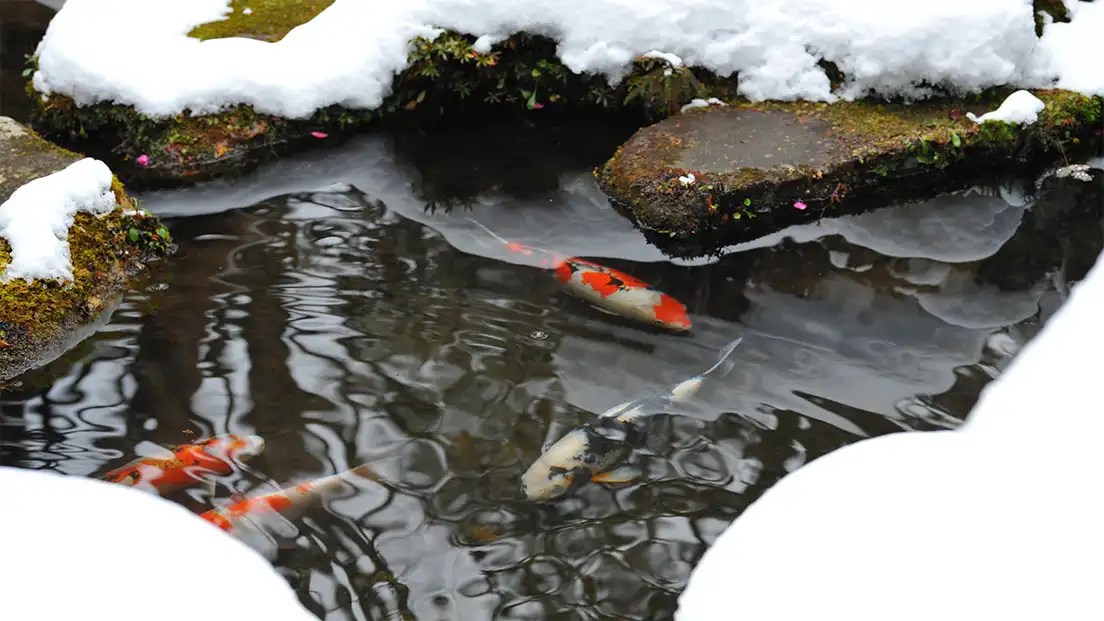 How to Protect Your Koi Pond in the Winter Reflections Water Gardens