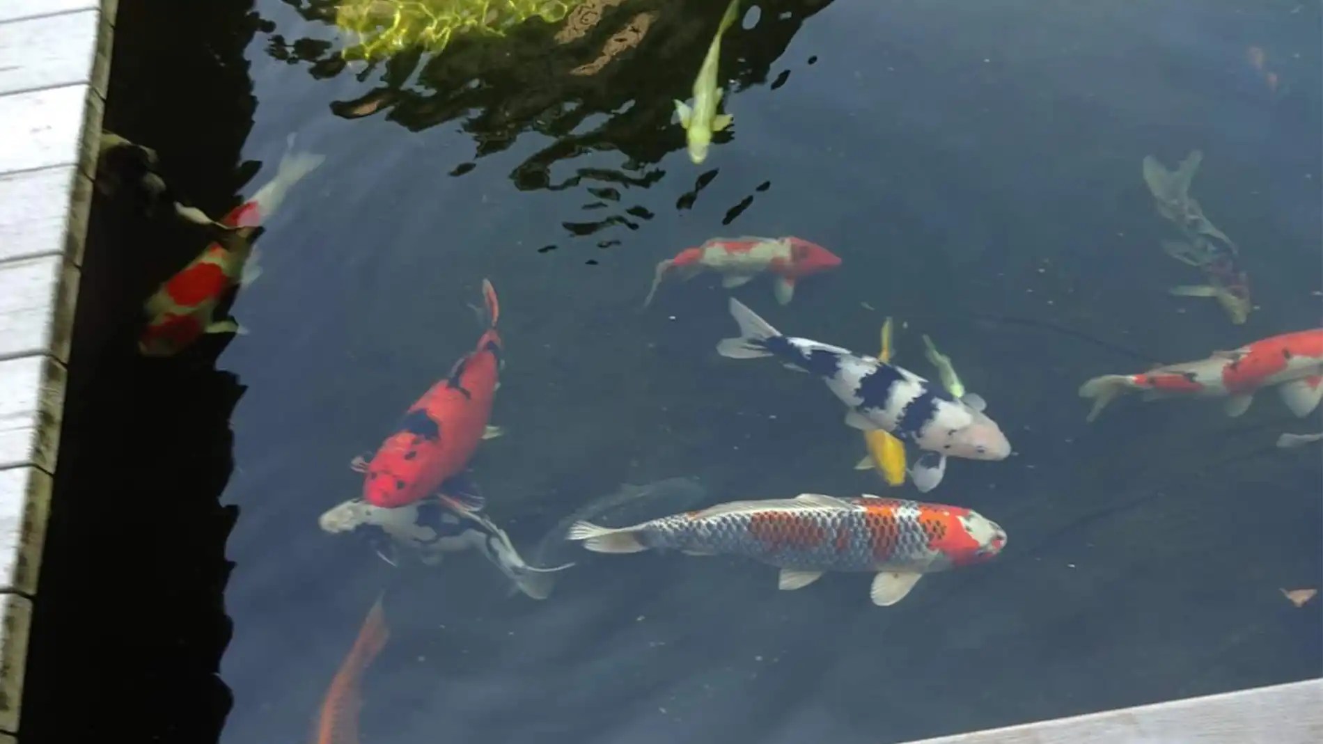 The Ultimate Guide to Pond Fish Choosing and Caring for Your Aquatic