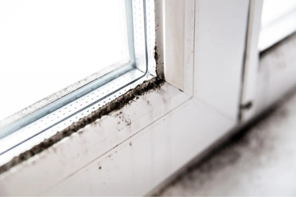 What To Do About Mold On Window Frames Reflection Windows & Doors