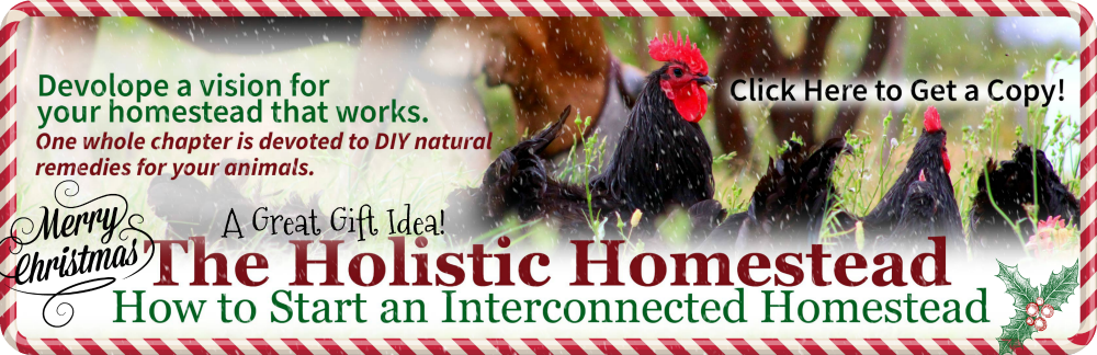 The 10 Best Egg Laying Chickens
