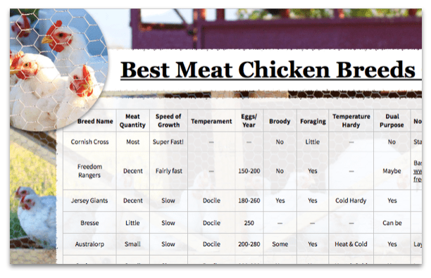 Rooster Breeds Chart