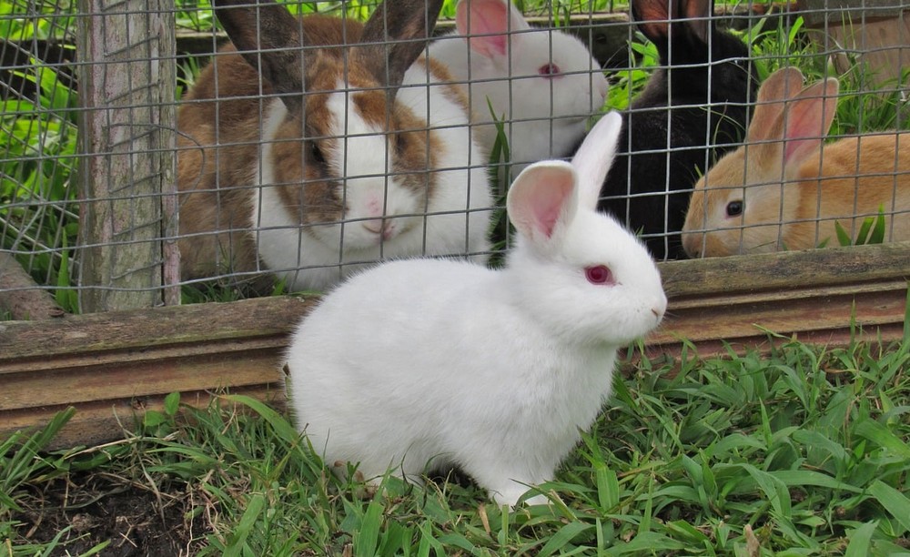 Bien élever un lapin Refuge Arpa