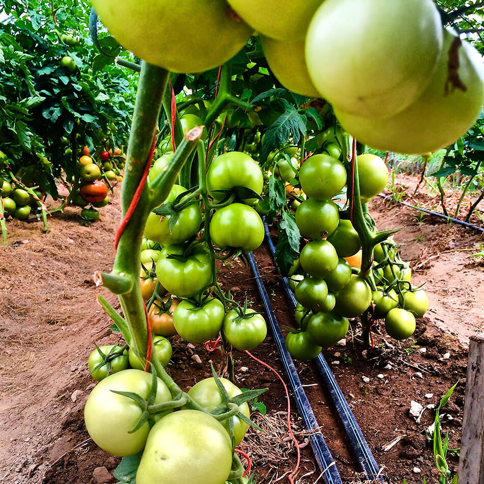 Fresh Start Food Hub ORIS